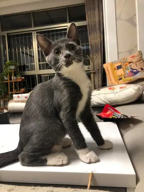 嘉兴免费领养英短串串黑梨花奶牛公公齐刘海三花妹妹免费领养