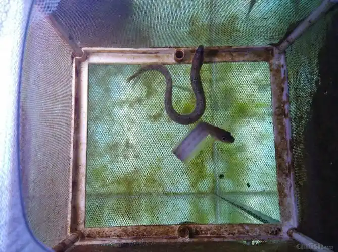 方氏云鳚(高粱叶鱼,面条鱼)