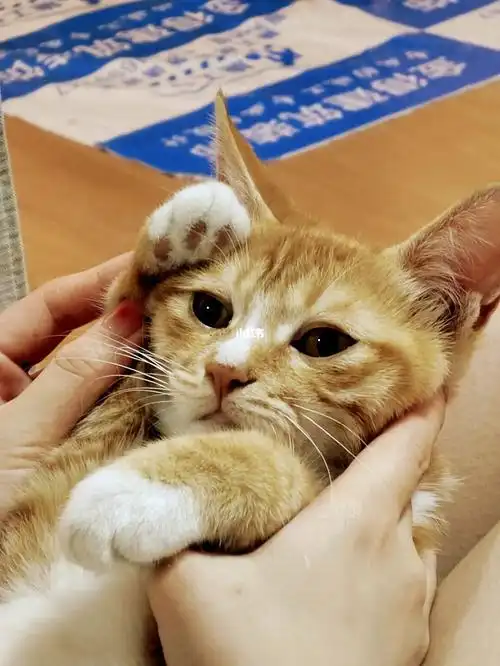 小猫咪对你salute