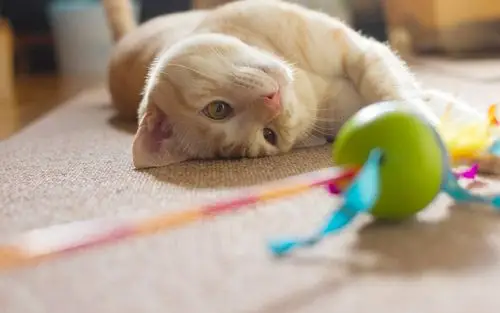 喵的季节,翻转看世界,猫,喵星人,猫玩具,可爱,呆萌,歪头喵的季节壁纸