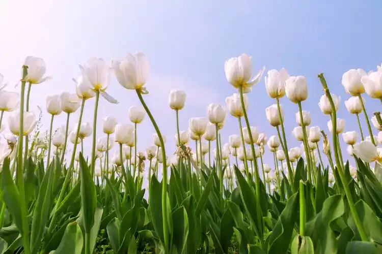 郁金香高雅脱俗清新隽永是一款具有高贵神秘气质的鲜花