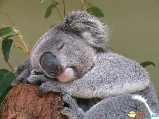 萌派祖师爷超治愈系考拉各种睡觉图让你思考人生