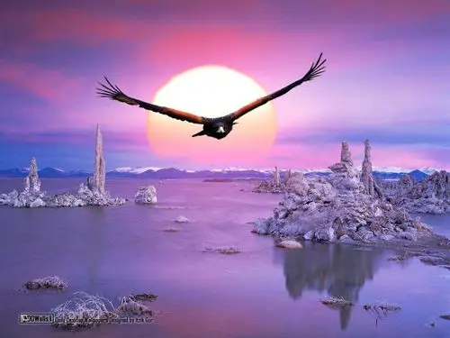 美丽的大自然__神奇的动物天堂6◇〖极品美图〗 - 军警草原狼