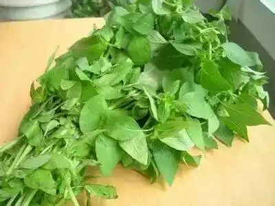 这么多种叶类菜 看完你可别晕菜