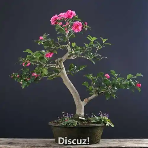 三棵茶梅素材桩 - 盆景大卖场 - 盆景乐园 - 中国最专业,最受欢迎的