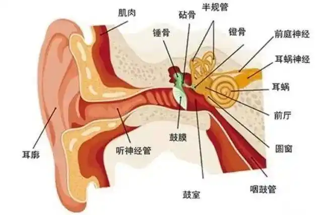 听,你的耳朵有话说!_孩子_保护_听力