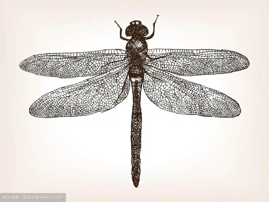 蜻蜓昆虫手绘素描