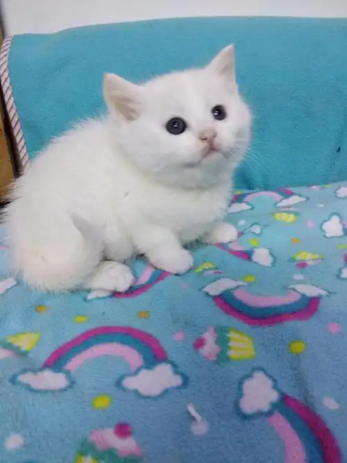 纯白英短一个月小猫找家长了