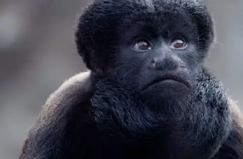 国外科学家网上争晒最帅的动物胡须