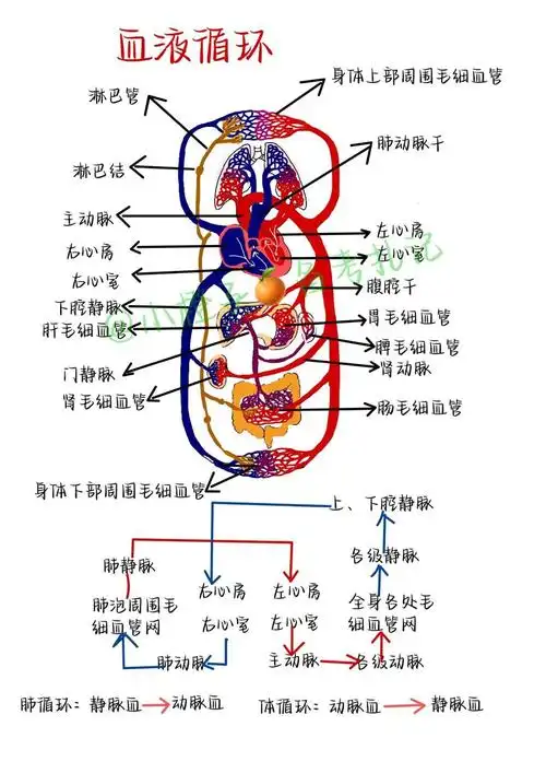 护师笔记内科护理学血液循环00