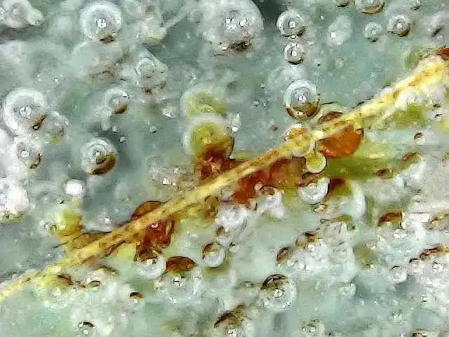 北宋官窑梅花冰片微观雅赏