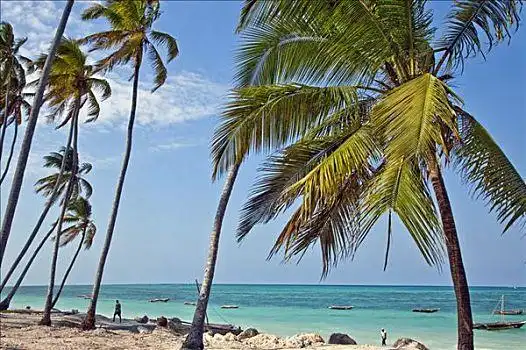 坦桑尼亚,桑给巴尔岛,椰子,棕榈树,海滩,一个,东南部