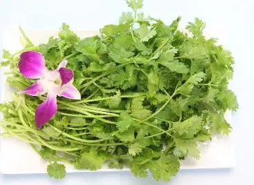 香菜的功效做法及禁忌