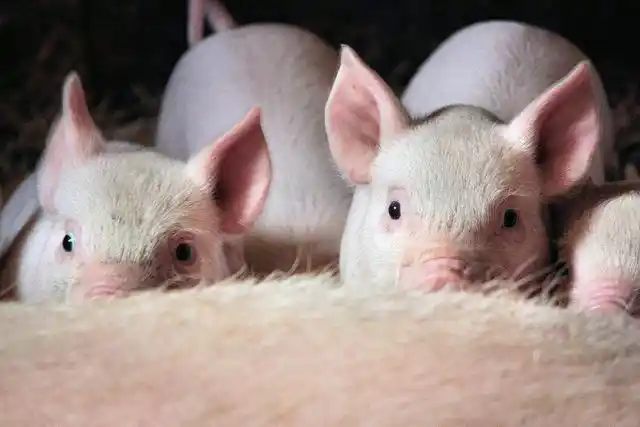 如何提高哺乳仔猪的成活率饲养管理要全面