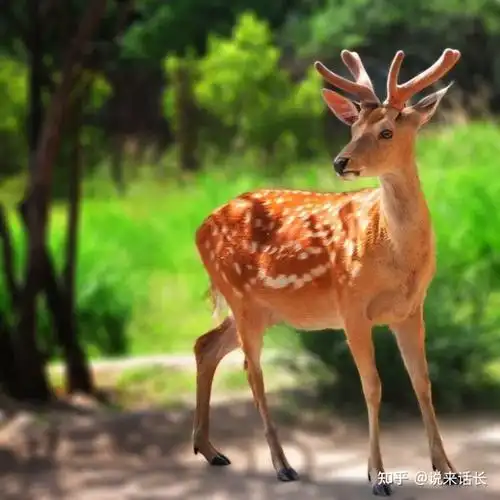 一小梅花鹿迷踪