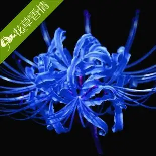 童装# #豹纹# #内衣# #春装#花草香情旗舰店-【花草香情】蓝色彼岸花