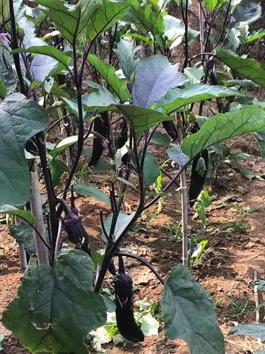 车家自己种的茄子