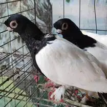 新疆豆眼白,两头乌,红头,标价是运费_阿里巴巴找货神器