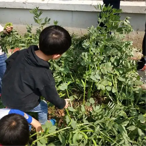 童孙未解供耕织,也傍桑阴学种瓜.