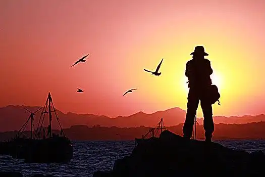 海鸥拍摄图片_海鸥拍摄图片大全_海鸥拍摄背景图片