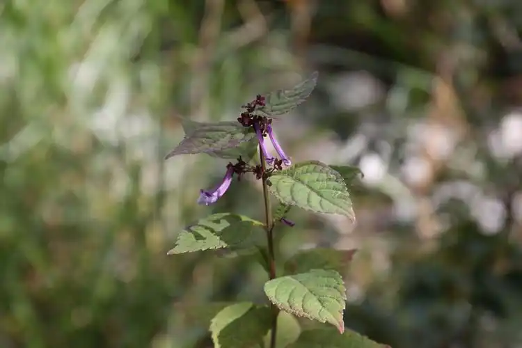 庆元植物1340-唇形科-香茶菜属-长管香茶菜