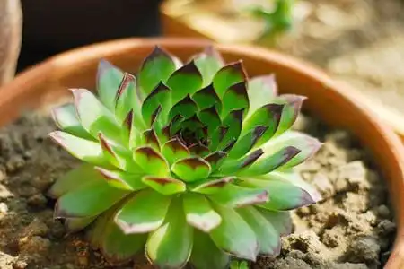 佛座莲养殖方法和注意事项