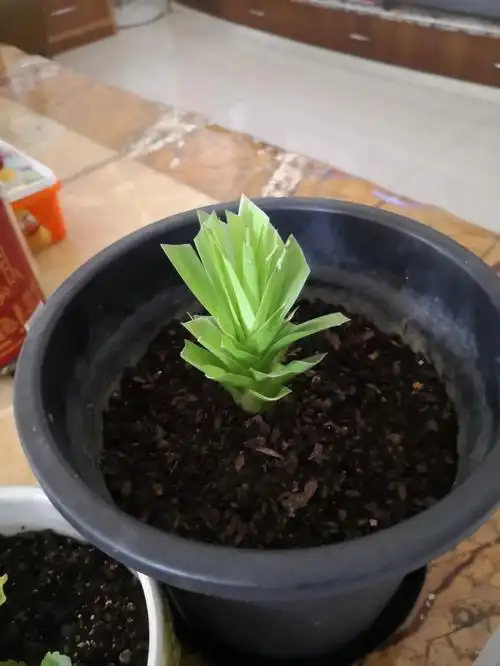 龙血树扦插第一天待期中07