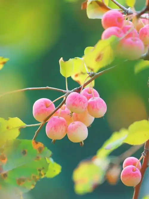 诱人的海棠果