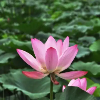 适合妈妈的头像