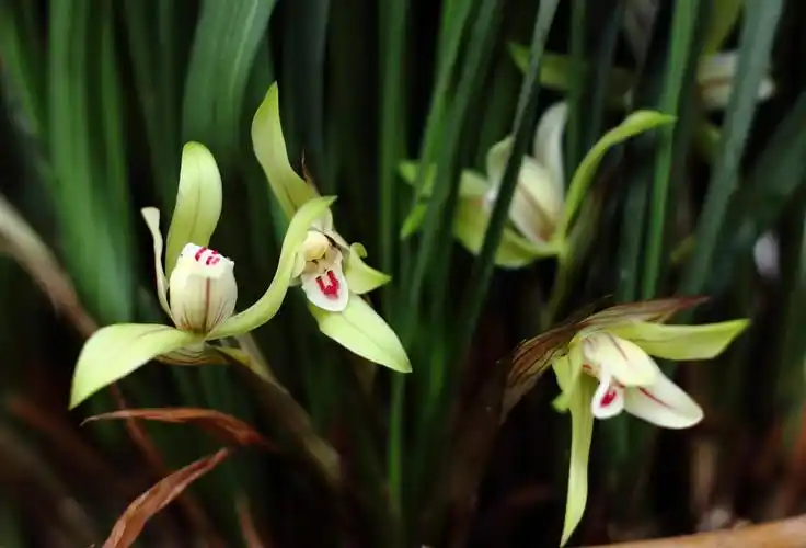 百年修为的兰草