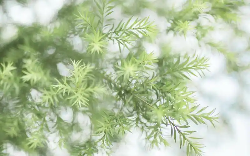 简约小清新风格的图片桌面壁纸