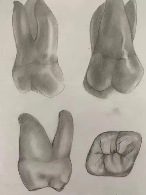 【牙牙特辑】 "描骨之精,绘牙之巧"作品展_口腔