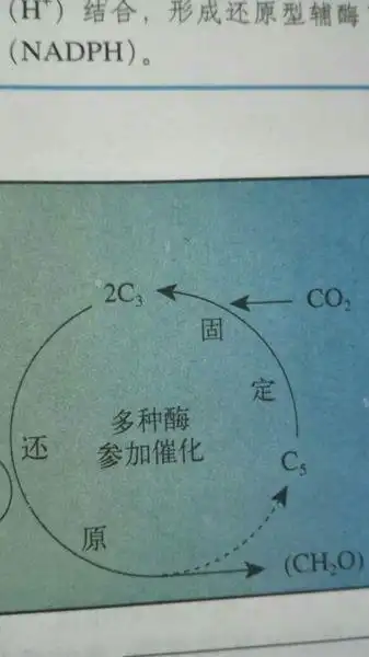 生物 光合作用中 碳反应到底有没有水产生