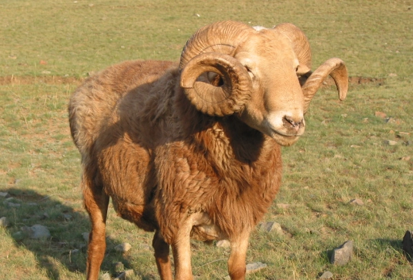 "十羊九苦",生肖羊以下4月出生最好命,福自天降,吃穿不尽