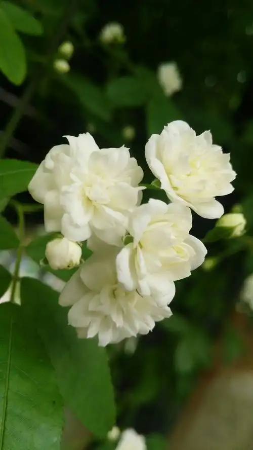 七里香 岁月沉浮