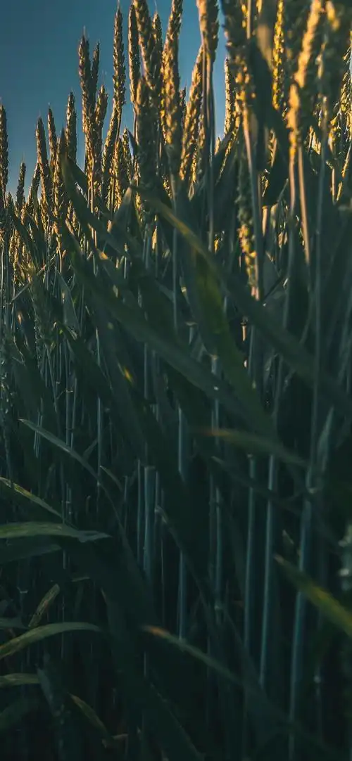 美丽麦田风光摄影高清手机壁纸