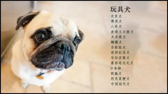 世界名犬名称大全,有你喜欢的吗?