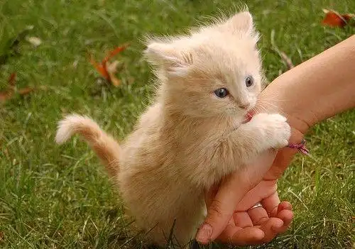 萌宠猫咪图片搞小调皮的可爱猫咪图片