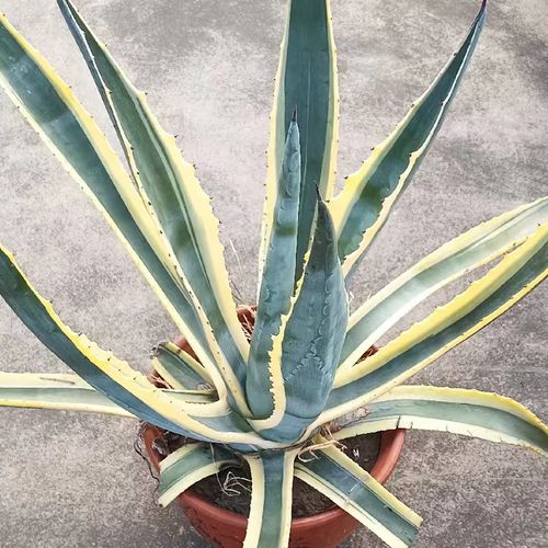 新鲜金黄边兰苗木龙舌可种植中药材非五色万代金边兰龙舌兰新鲜叶