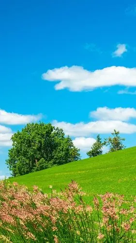 更新时间:2018-12-19 颜色分类: 绿色 关键词:  蓝天 白云 草原 自然