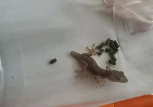 原创某年某月的某一天,我家孩子们和一只壁虎的故事