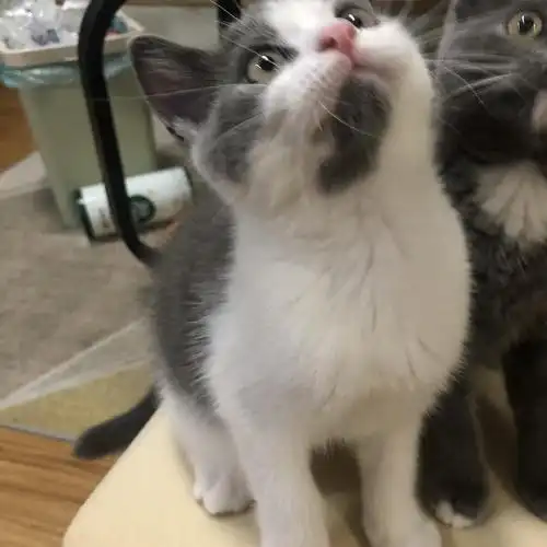 英短dd 灰白 自家奶猫找主人啦 价低