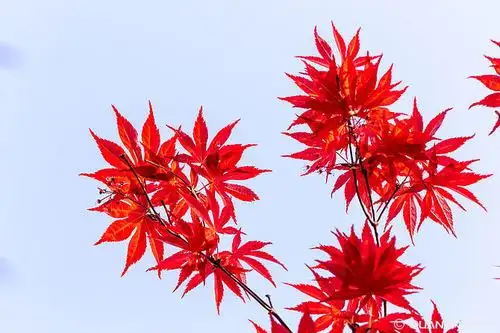 红枫叶图片_图片大全