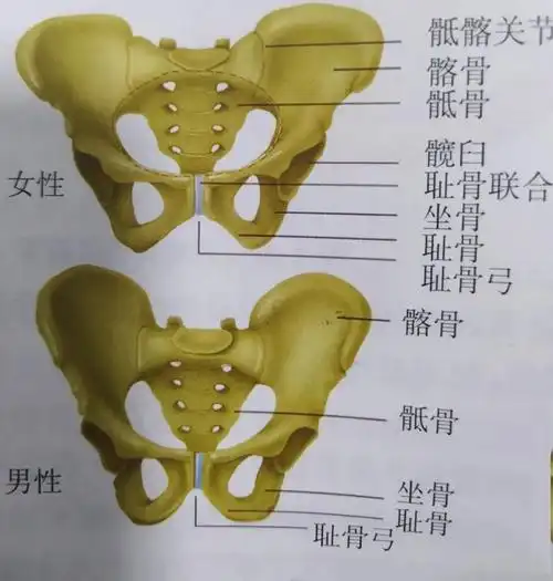 骨盆- 知乎