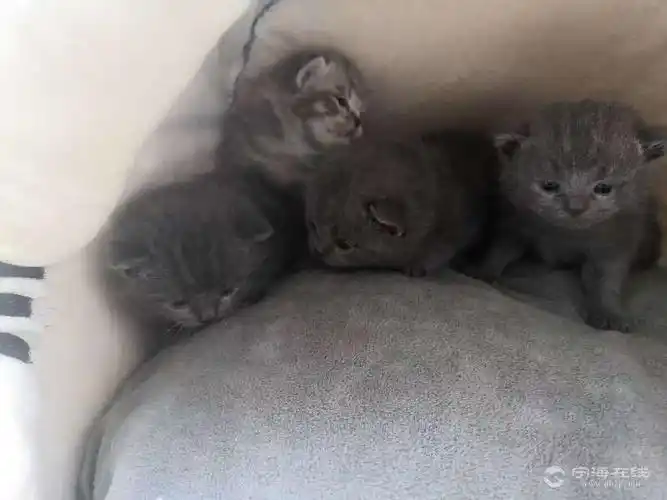 家养纯种英短蓝猫虎斑52号出生的特价优惠