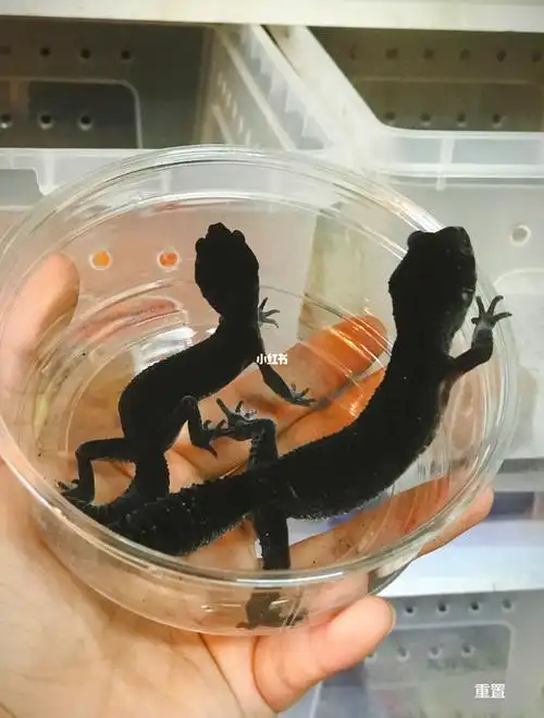 蜥蜴 黑夜守宫 无牙仔_宠物_宠物_宠物其他