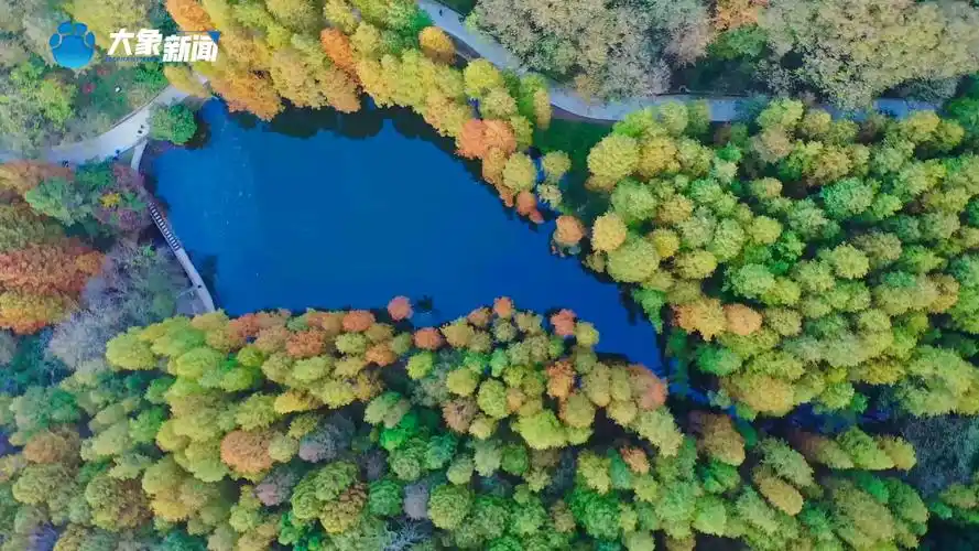 秋日俯瞰信阳波尔登森林公园,如同巨型天然调色盘