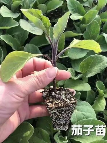 杭茄一号茄子种籽秧苗茄子嫁接苗圆茄子苗长茄子苗四季蔬菜苗秧苗