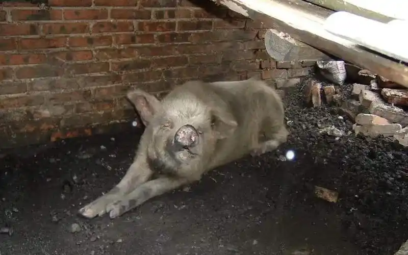 汶川地震中的"猪坚强",如今走到了生命尽头,但代表生命奇迹的坚强永远