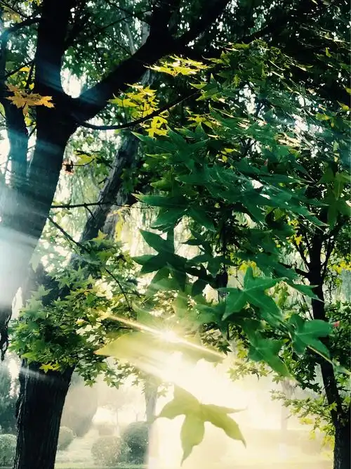 一洒阳光的明媚,光线四射的唯美